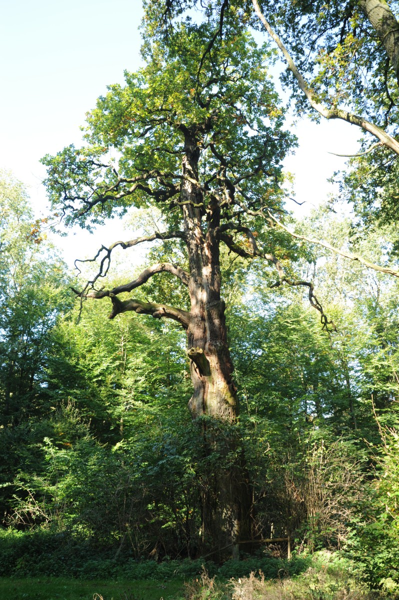 Quercus petraea - Sehlsdorf - 2014