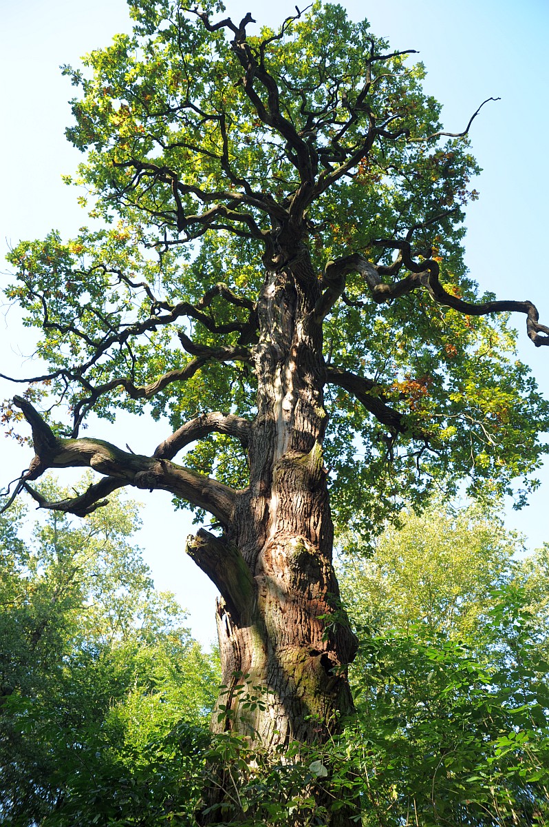 Quercus petraea - Sehlsdorf - 2014