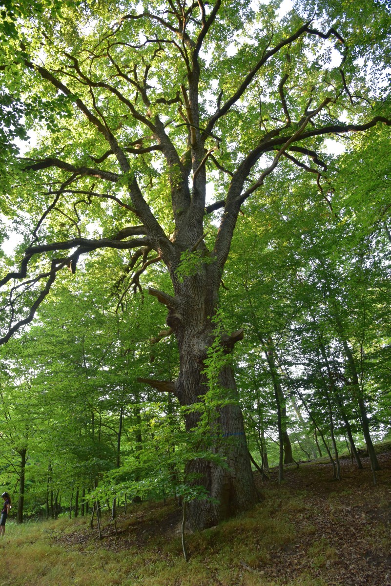 Quercus petraea - Seedorf - 2016