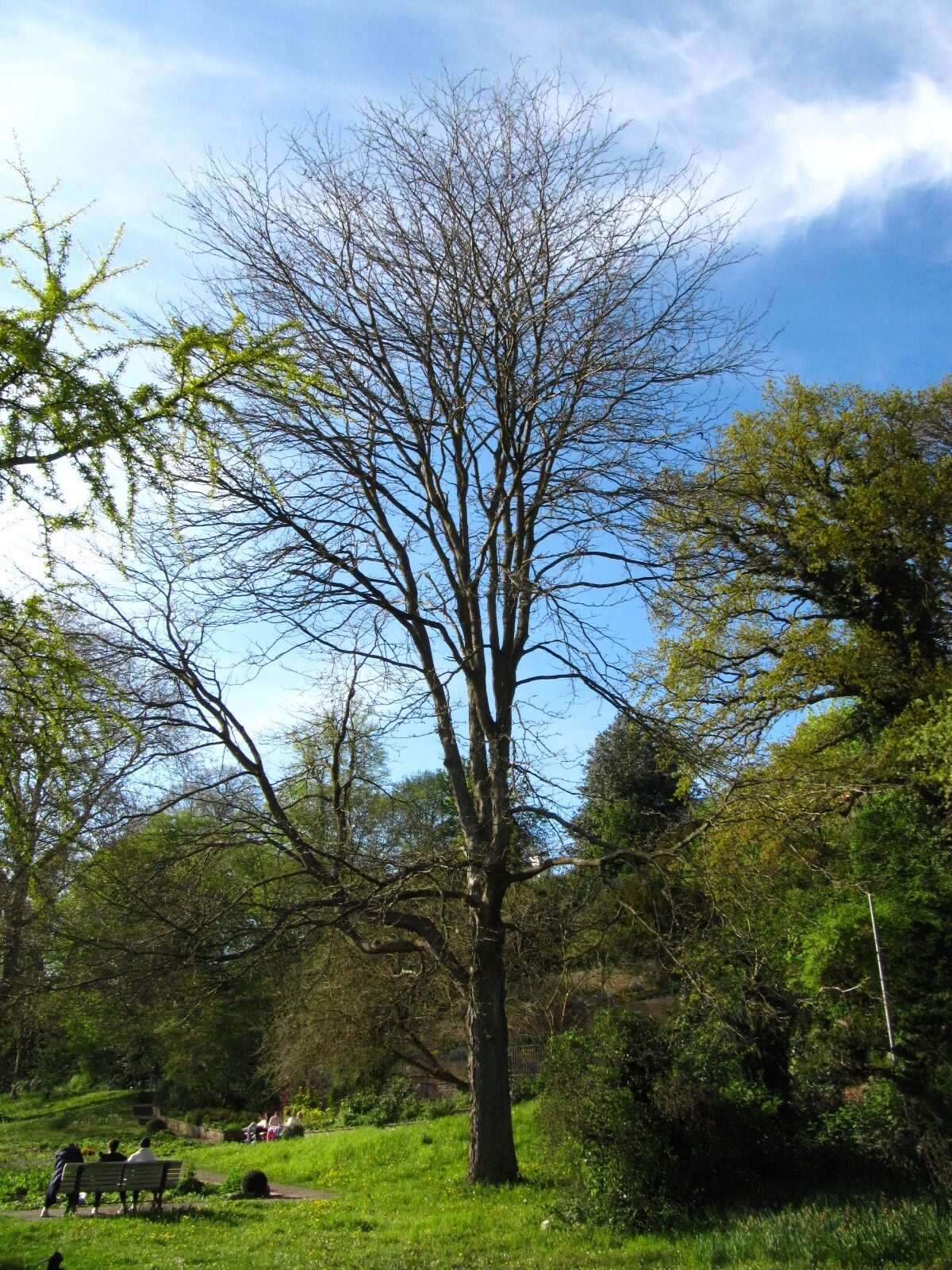 Gleditsia triacanthos - Bremen-Vegesack - April 2025