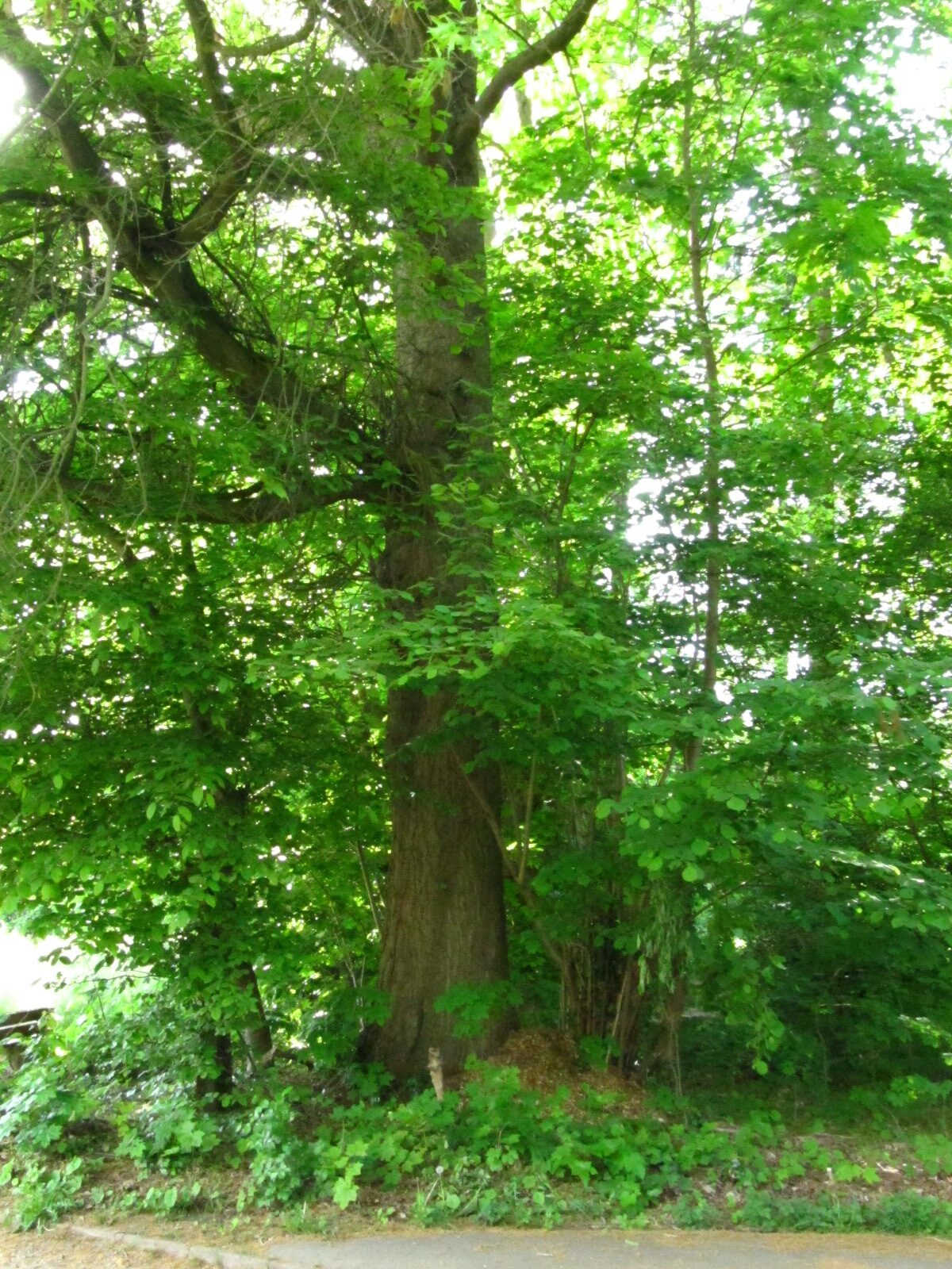 Quercus palustris - Bremen-Lesum - Mai 2025