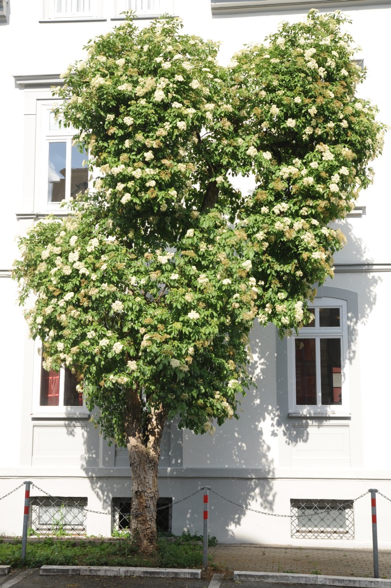 Sambucus nigra - Coburg - Juni 2014