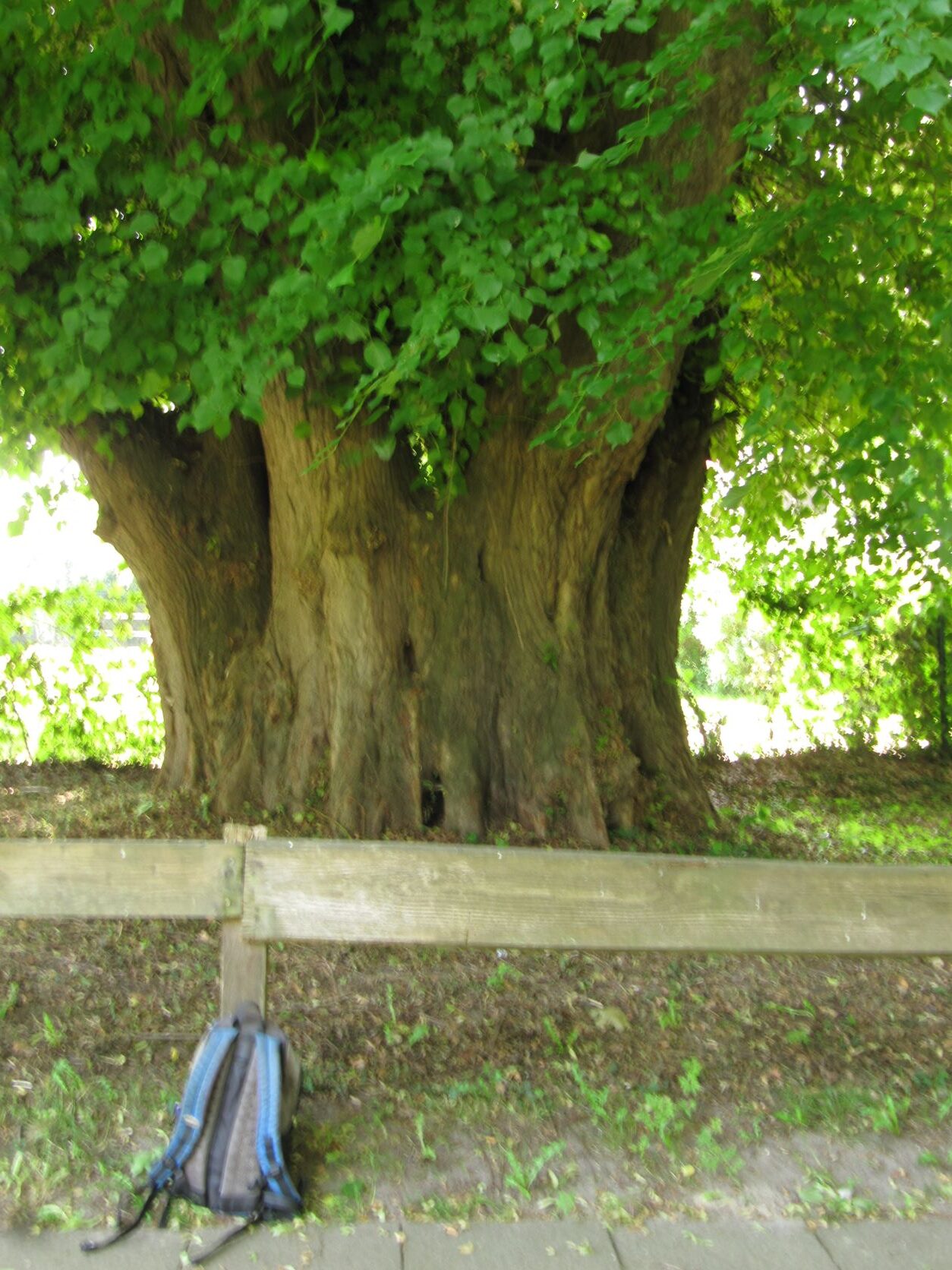 Tilia × europaea - Harpstedt - Juni 2022