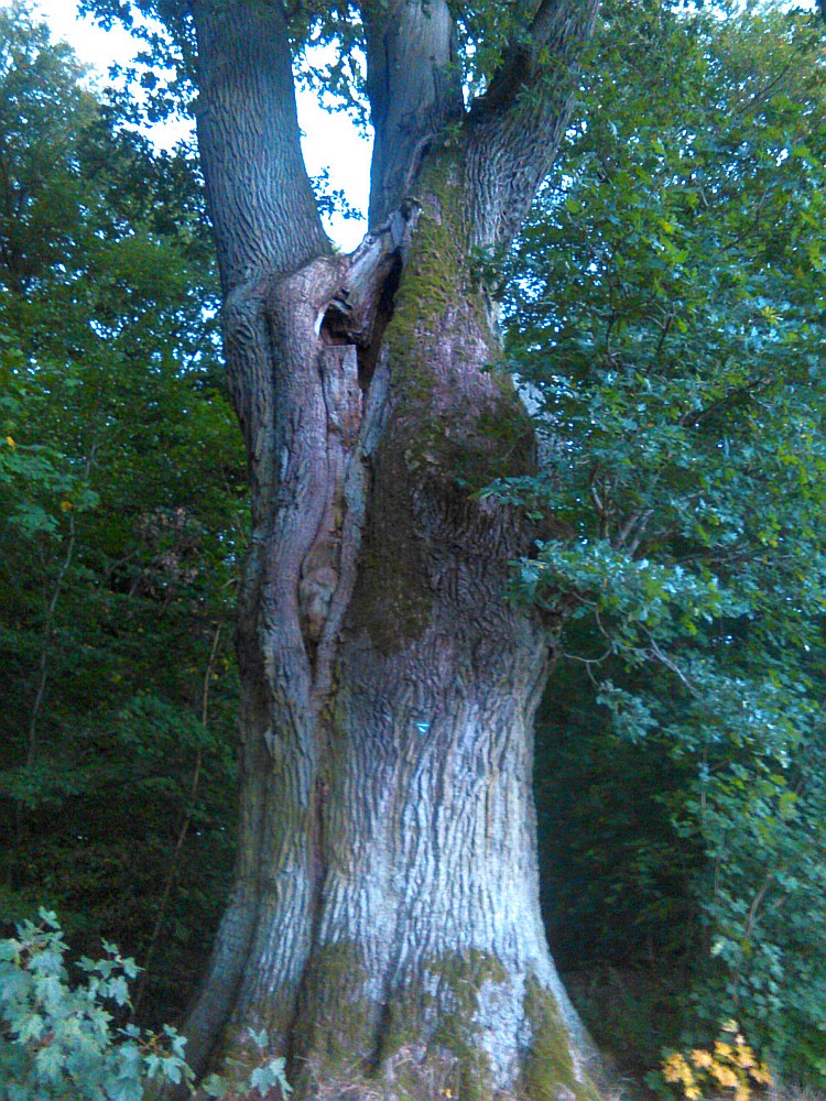 Quercus robur - Ebstorf - Oktober 2016