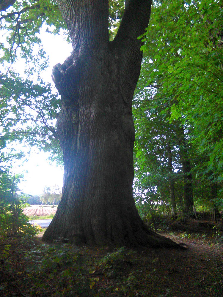 Quercus robur - Ebstorf - Oktober 2016