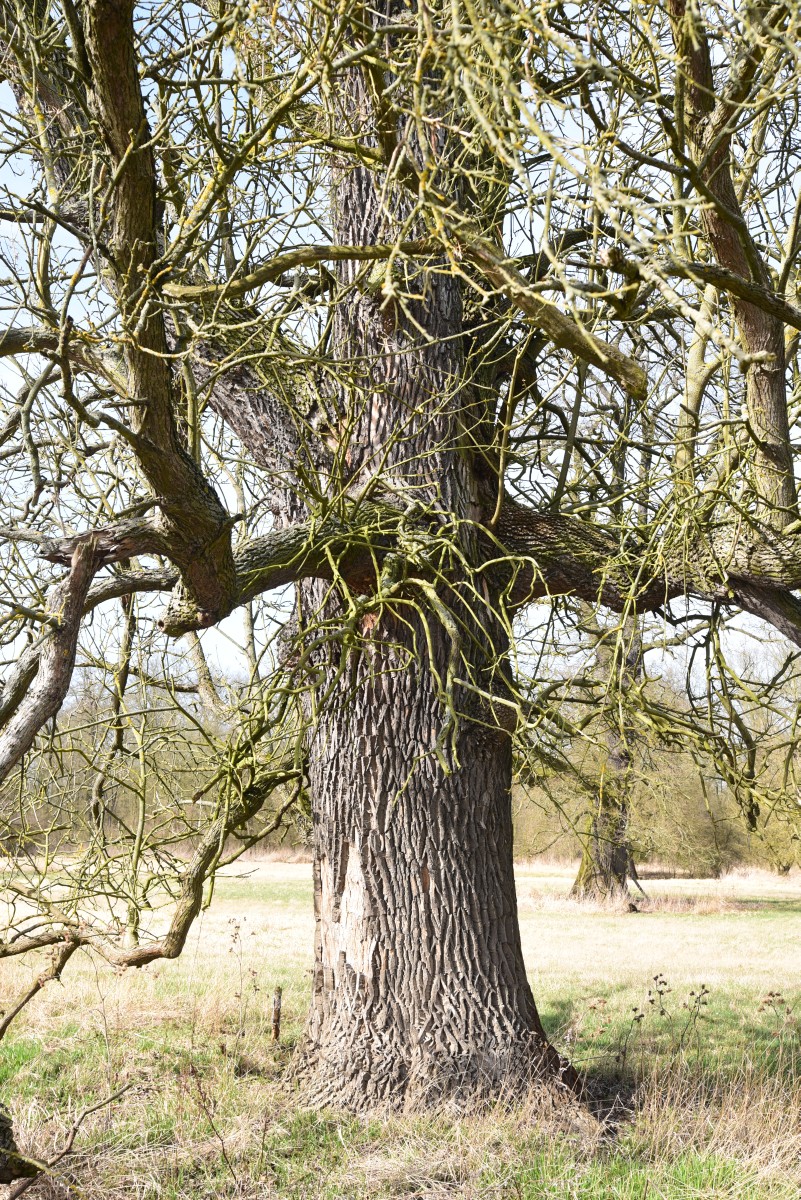 Fraxinus pennsylvanica - Vockerode Elbtal