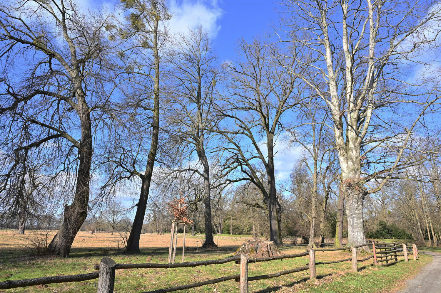 Fagus sylvatica - Dessau - März 2025
