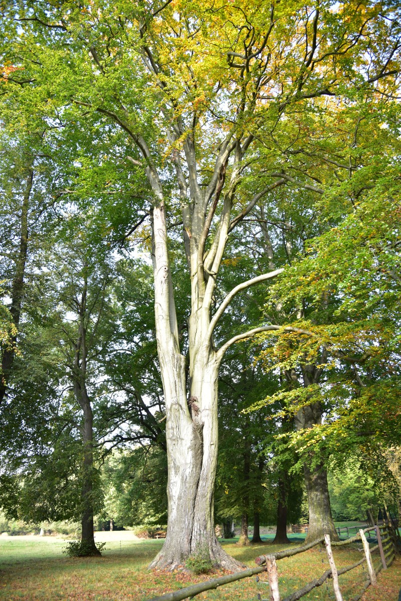 Fagus sylvatica - Dessau - Oktober 2016