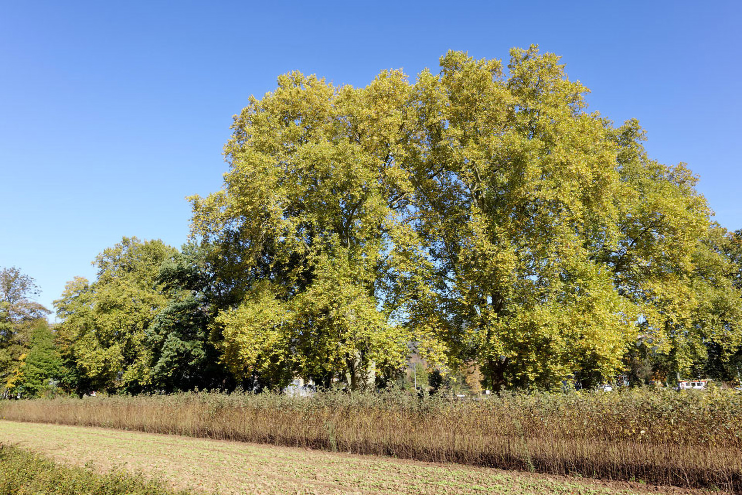 Platanus × hispanica - Kleinheubach - 2021