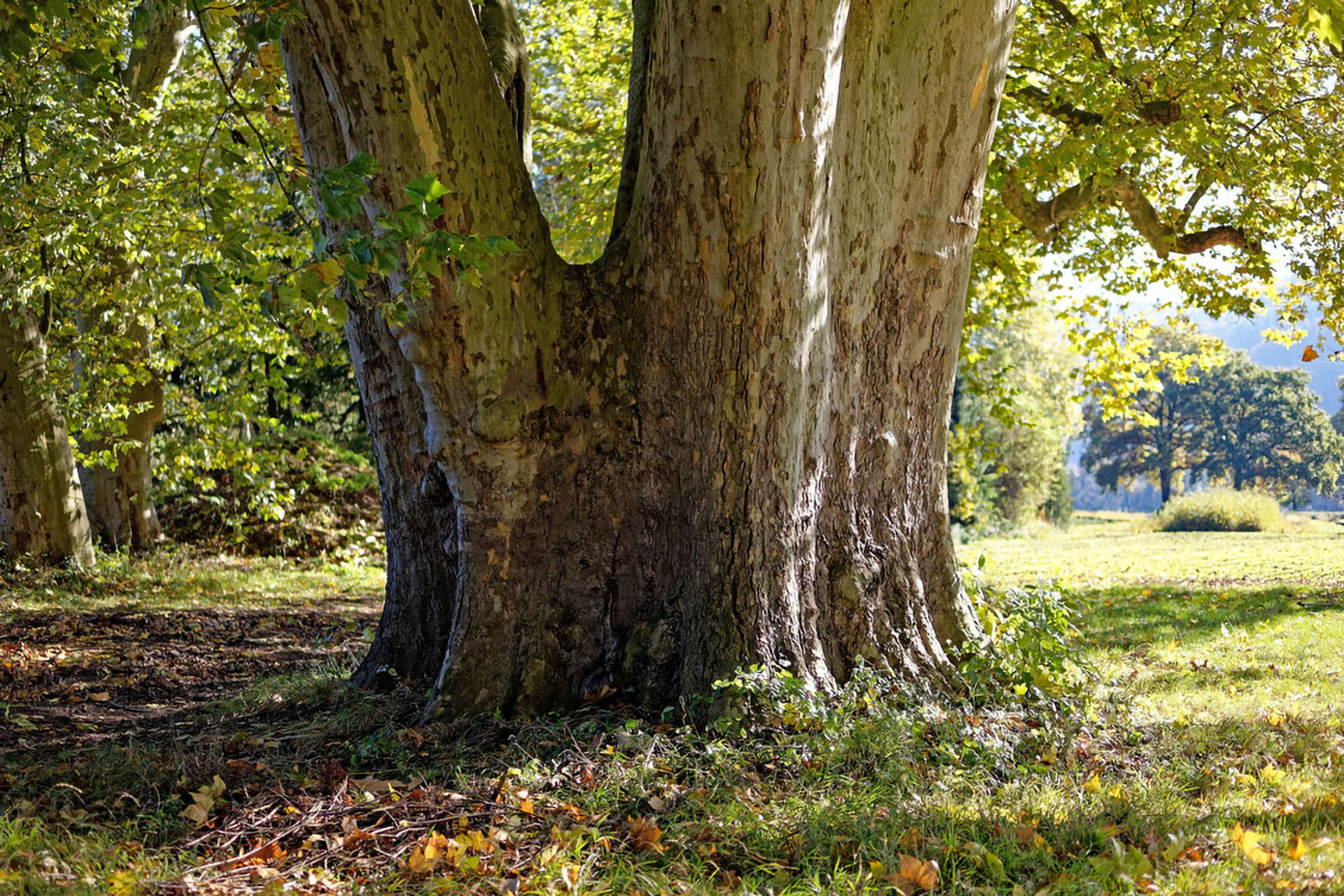 Platanus × hispanica - Kleinheubach - 2021