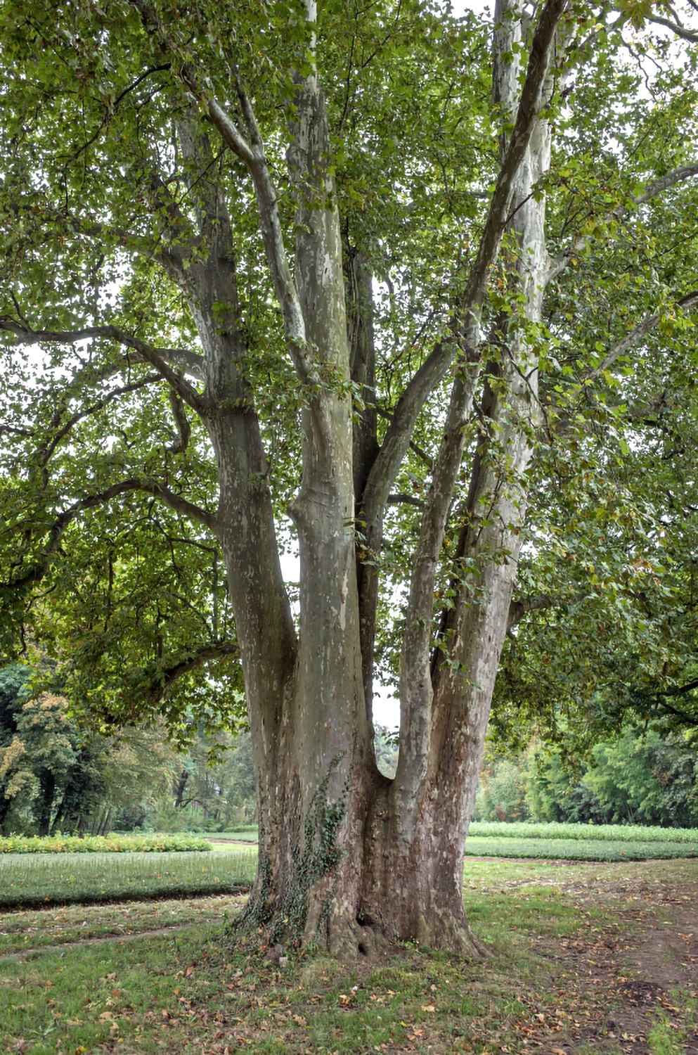 Platanus × hispanica - Kleinheubach - Okt. 2016
