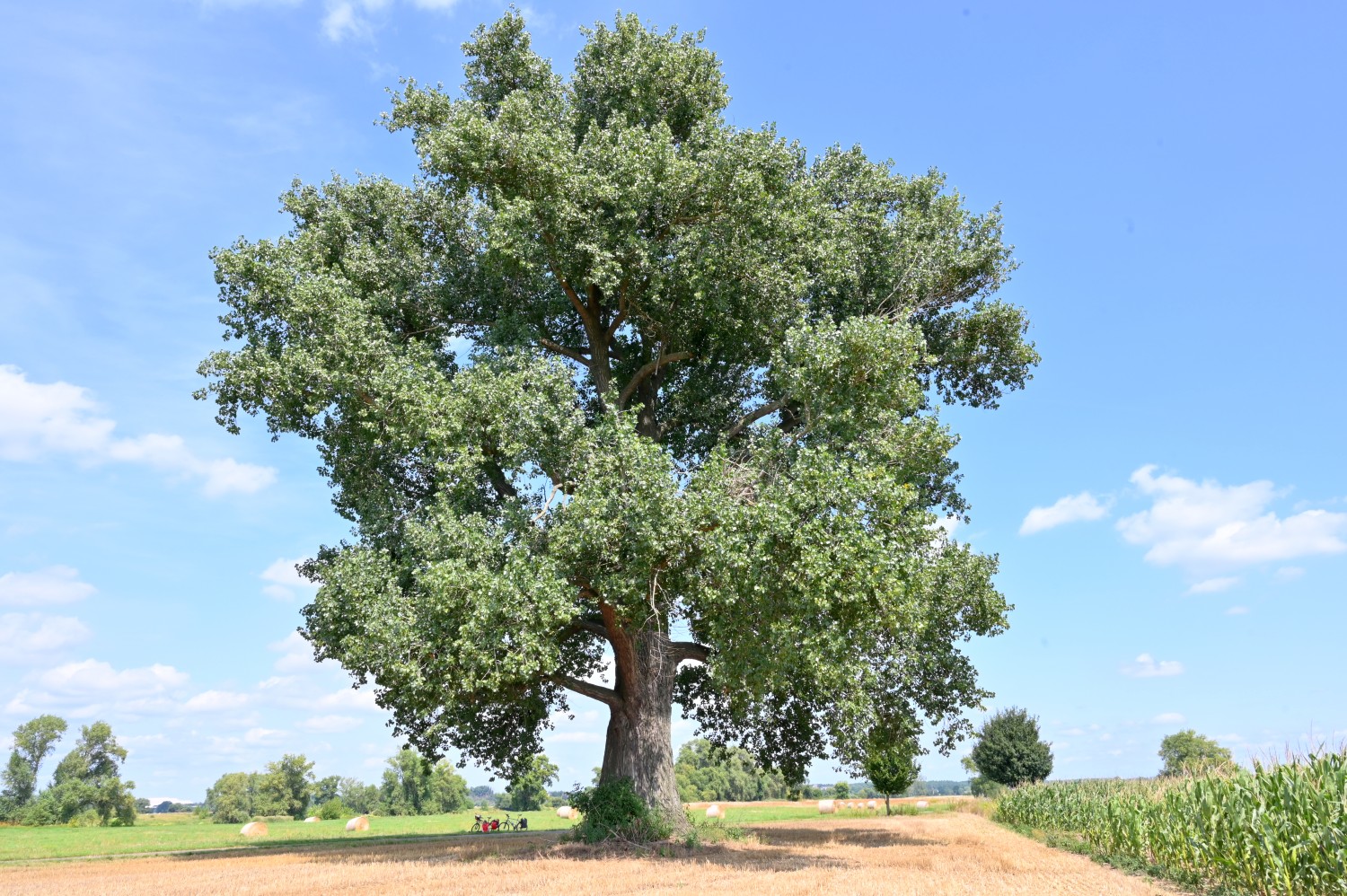 Hybrid-Schwarz-Pappel - Lostau - August 2024