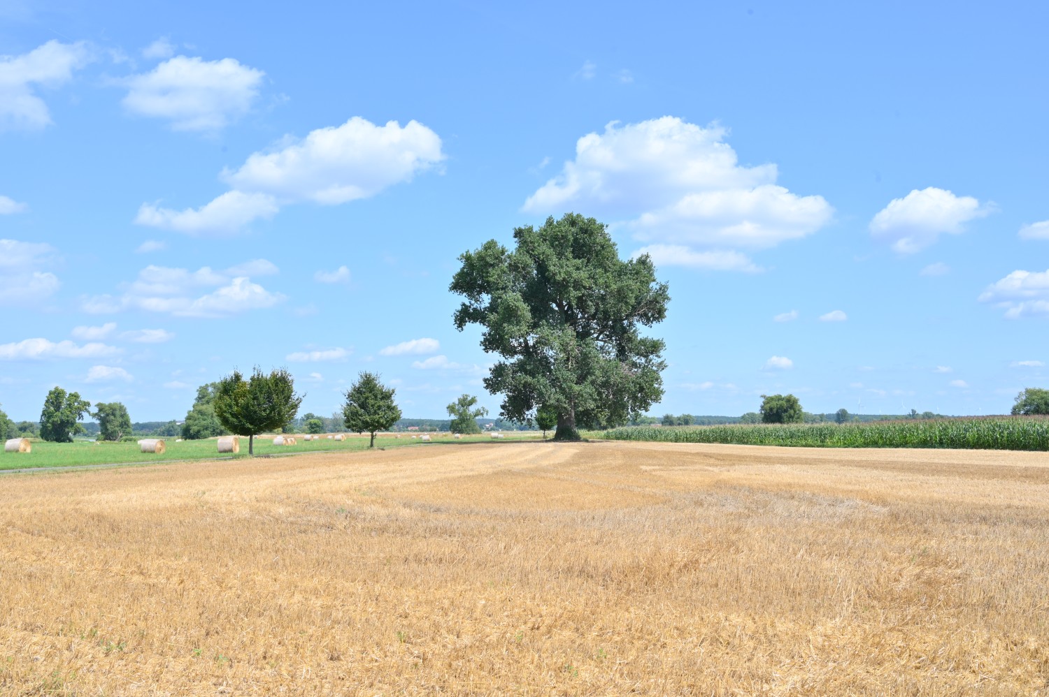 Hybrid-Schwarz-Pappel - Lostau - August 2024