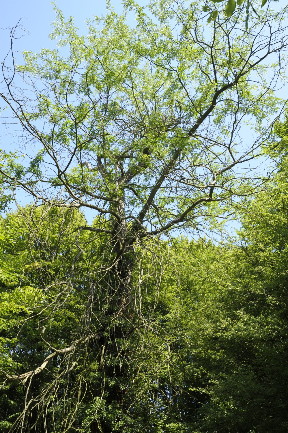 Gleditsia triacanthos - Rühstädt - 2009