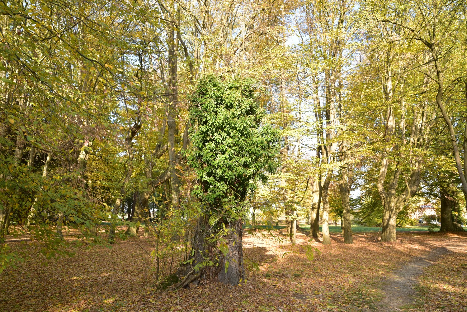 Gleditsia triacanthos - Rühstädt - 2018