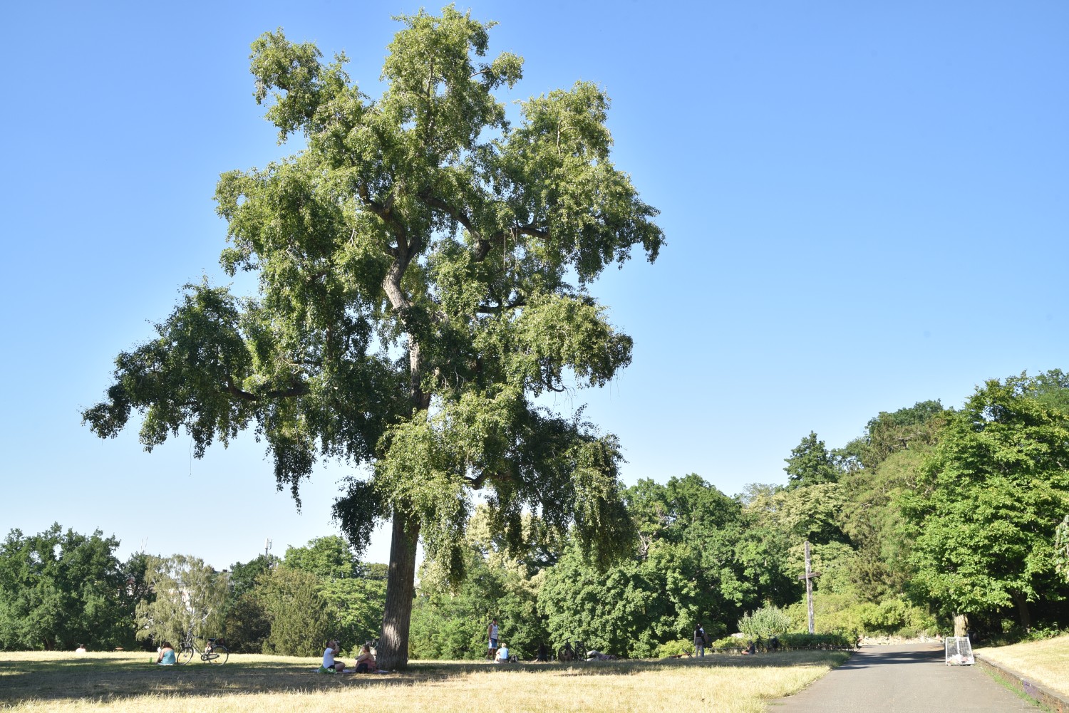 Populus simonii - Berlin-Kreuzberg - Juni 2022