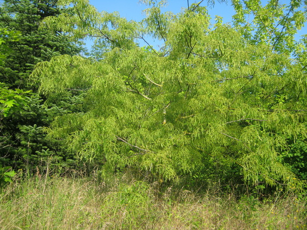 Juglans regia 'Laciniata' - Gera - 2015