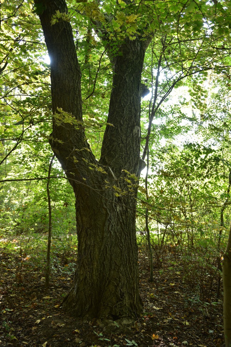 Phellodendron amurense - Dessau - Oktober 2016