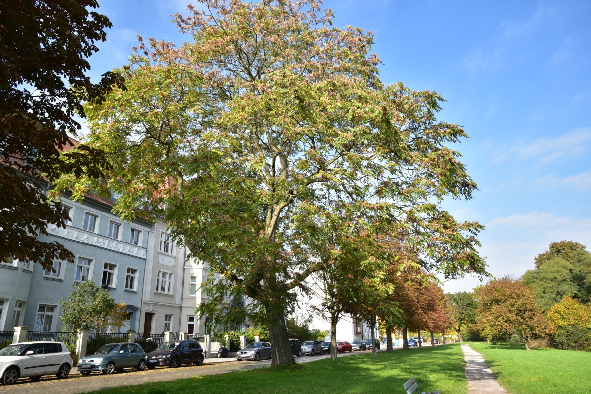 Ailanthus altissima - Dessau - Oktober 2016
