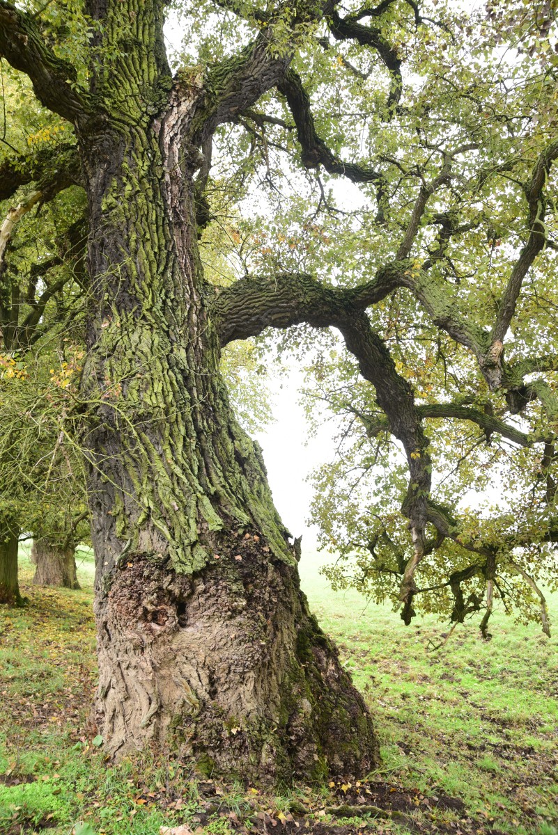 Populus nigra - Großkühnau - Oktober 2016