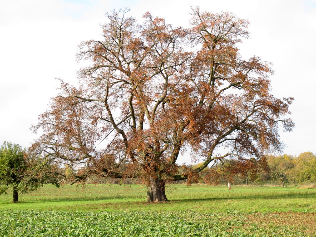 Sorbus domestica - Kronberg - November 2016