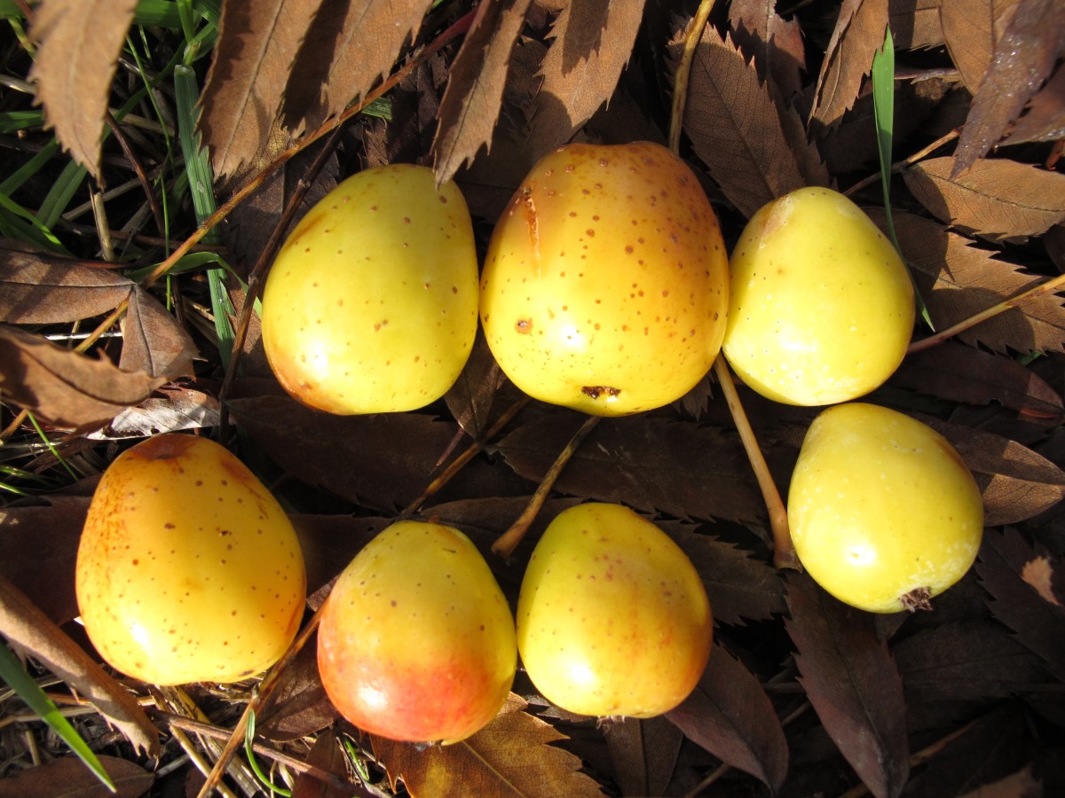 Sorbus domestica - Kronberg - November 2016