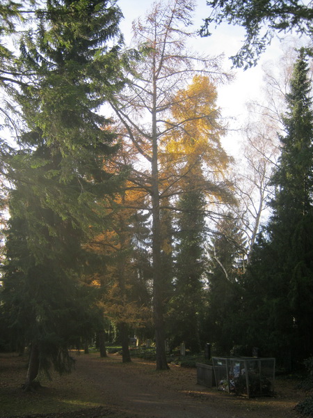 Larix kaempferi - Gera - November 2016