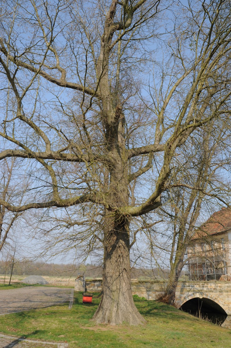 Quercus palustris - Hemsendorf - März 2014