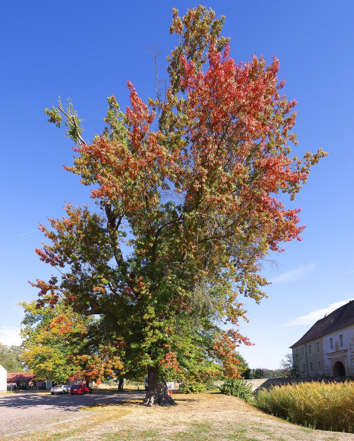 Quercus palustris - Hemsendorf - Oktober 2018