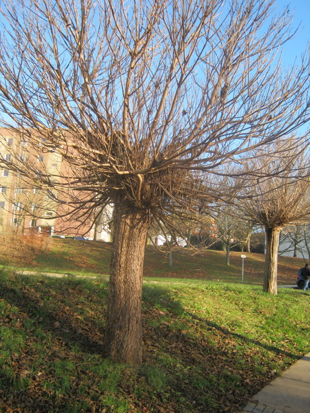 Catalpa bignonioides 'Nana' - Bieblach - Dezember 2016