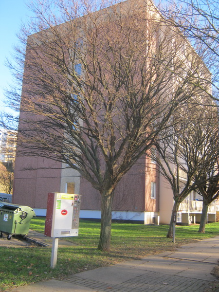 Robinia pseudoacacia 'Umbraculifera' - Bieblach - Dezember 2016