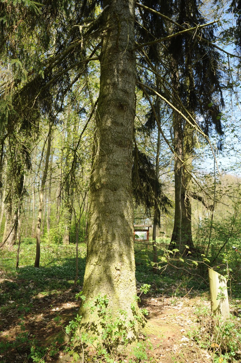 Picea orientalis - Dallmin - Mai 2013