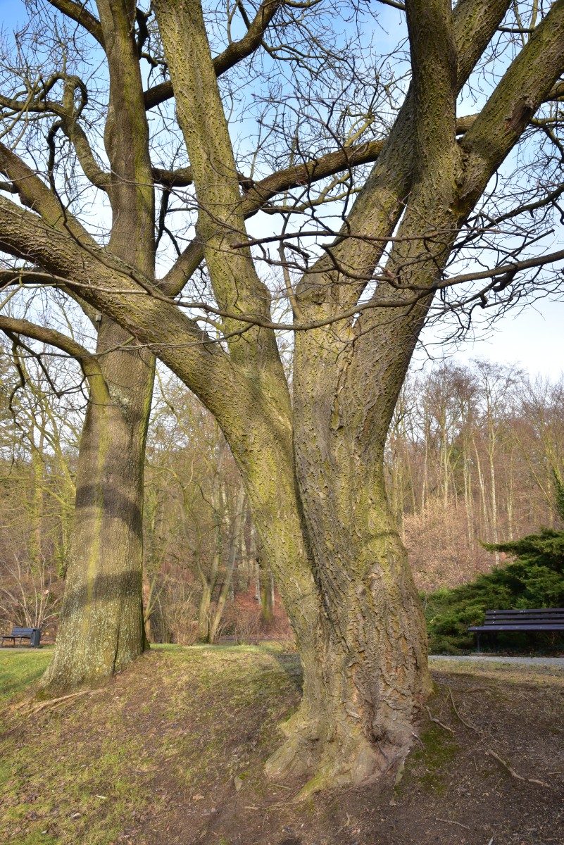 Phellodendron amurense - Spremberg - Dezember 2016