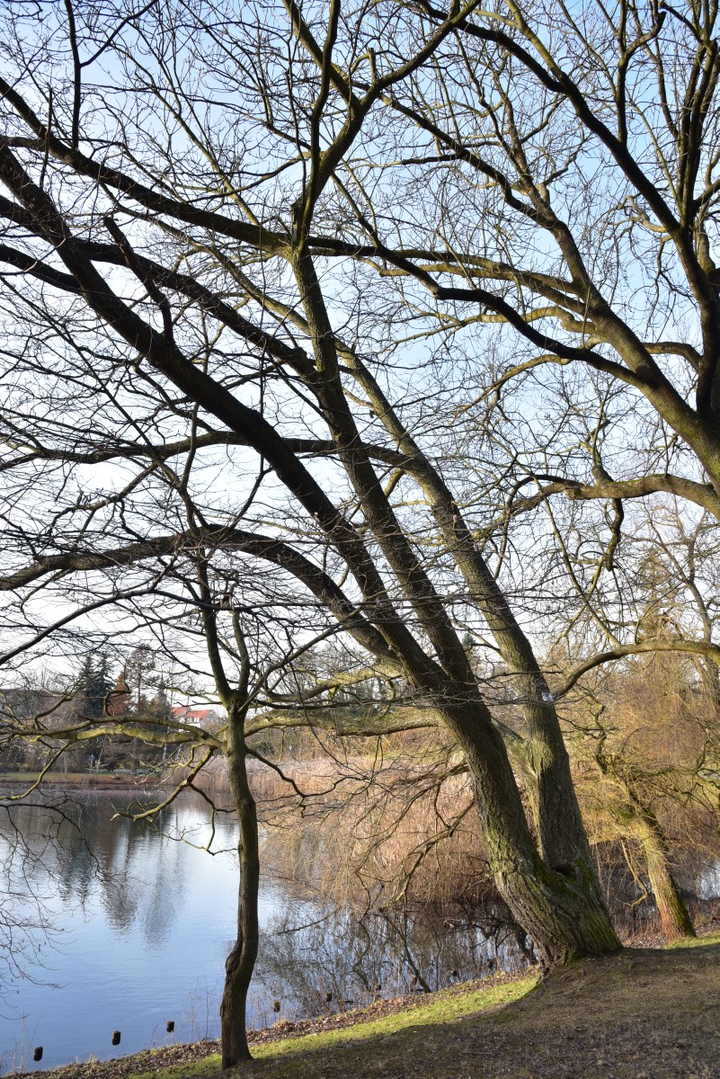 Phellodendron amurense - Spremberg - Dezember 2016