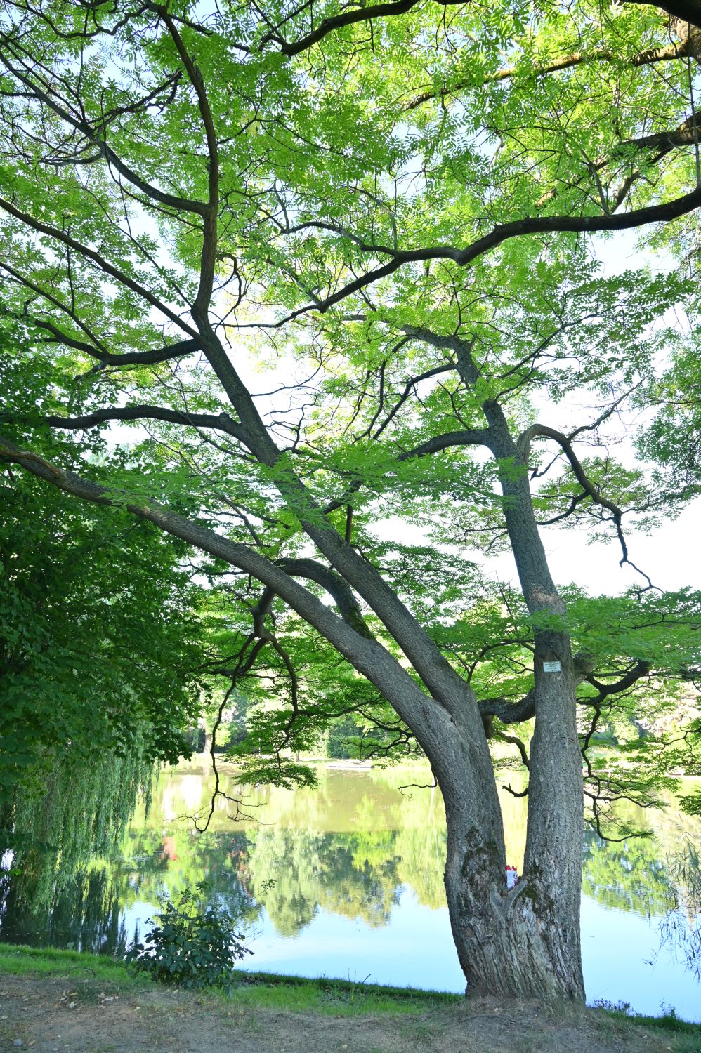 Phellodendron amurense - Spremberg - Juli 2020