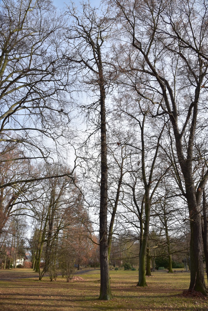 Quercus macrocarpa - Spremberg - Dezember 2016