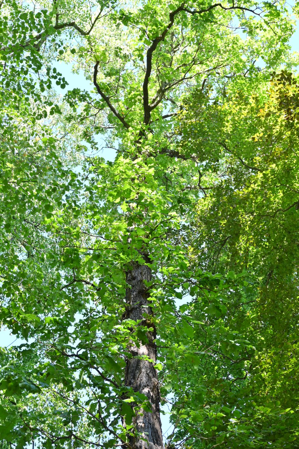 Quercus macrocarpa - Spremberg - Juli 2020