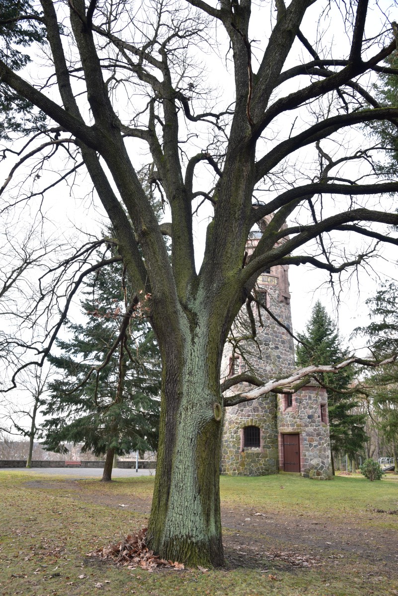 Quercus frainetto - Spremberg - Dezember 2016