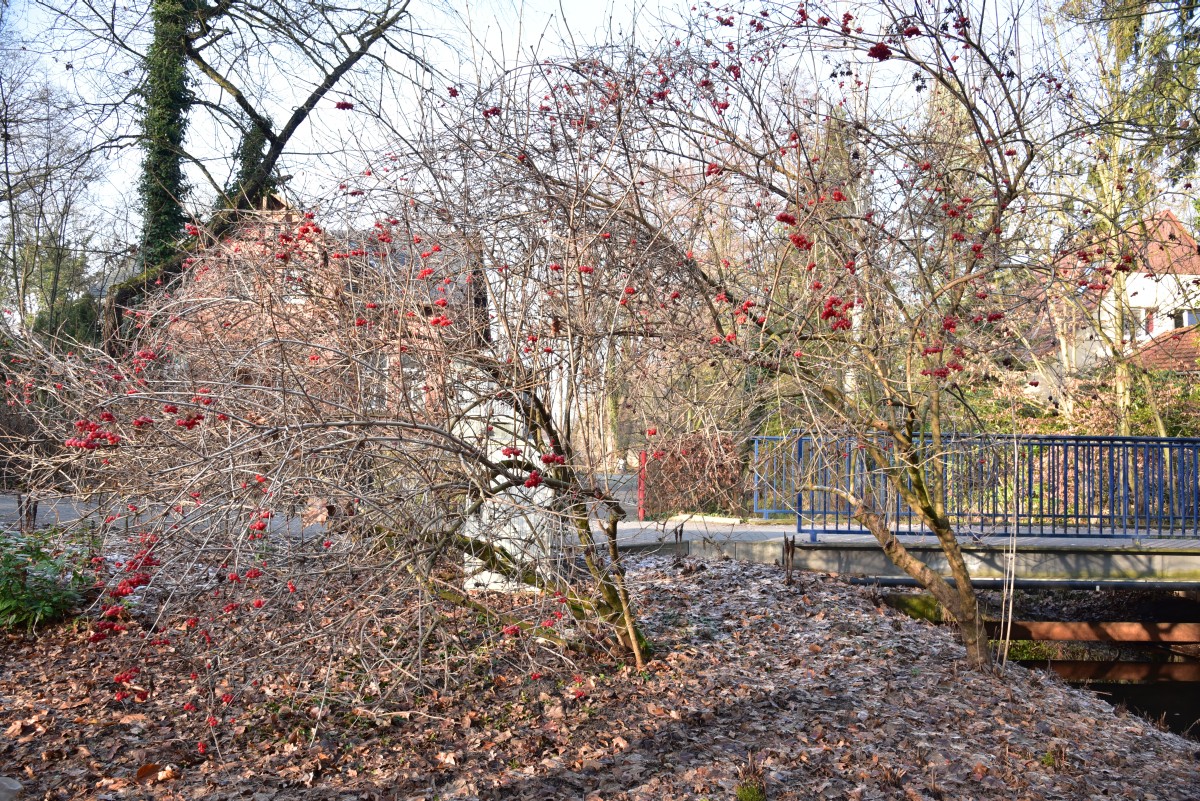 Viburnum opulus - Bad Liebenwerda - Dezember 2016