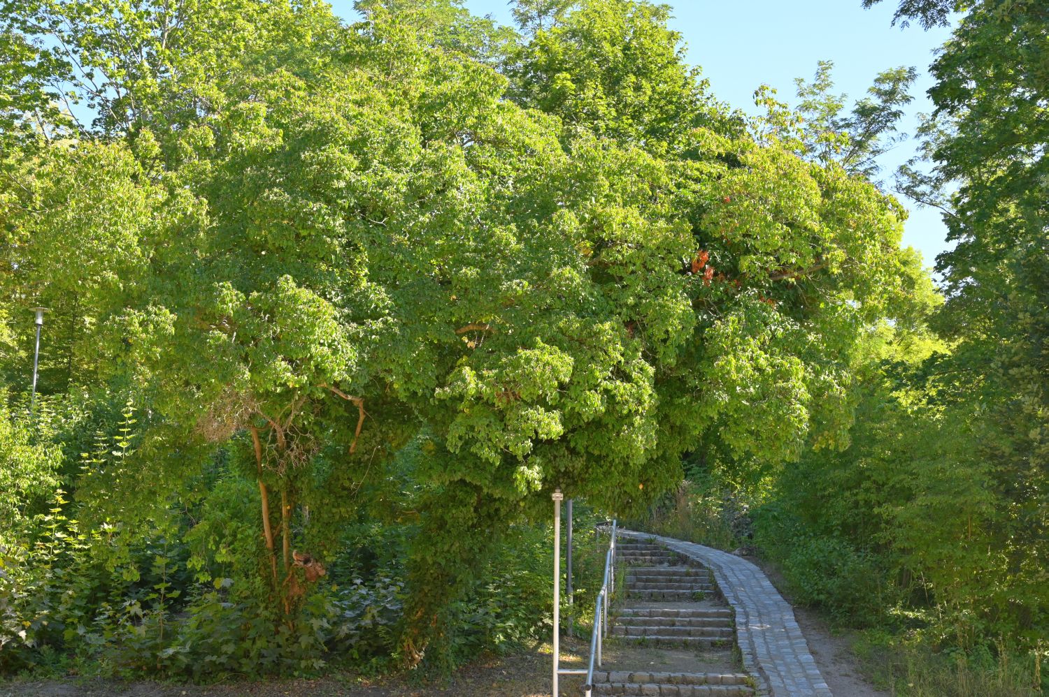 Cornus sanguinea - Spremberg - Juli 2020