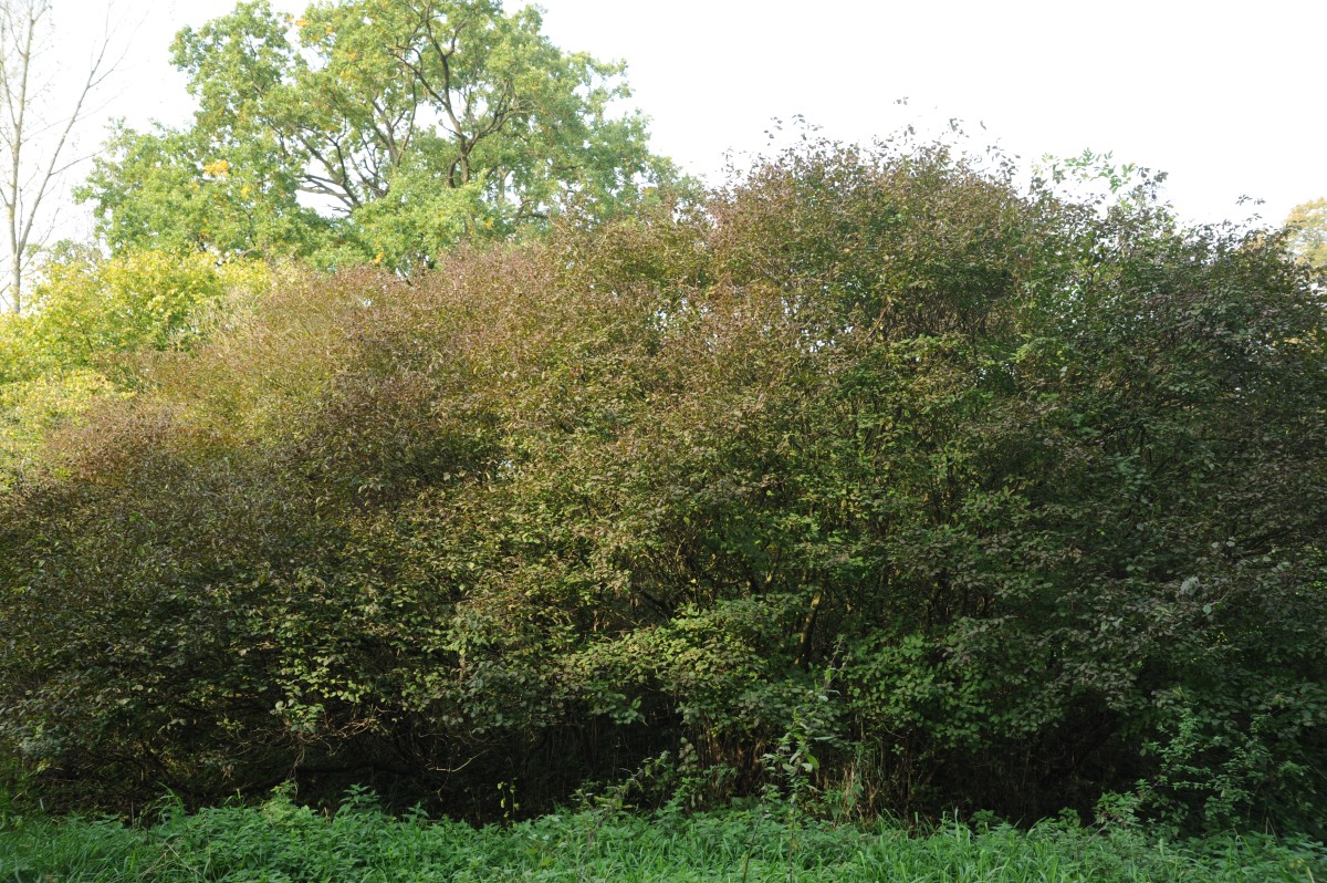 Cornus sanguinea - Passow - Oktober 2014