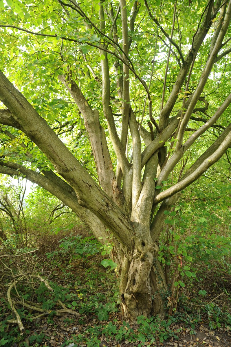 Corylus avellana - Passow - Oktober 2014