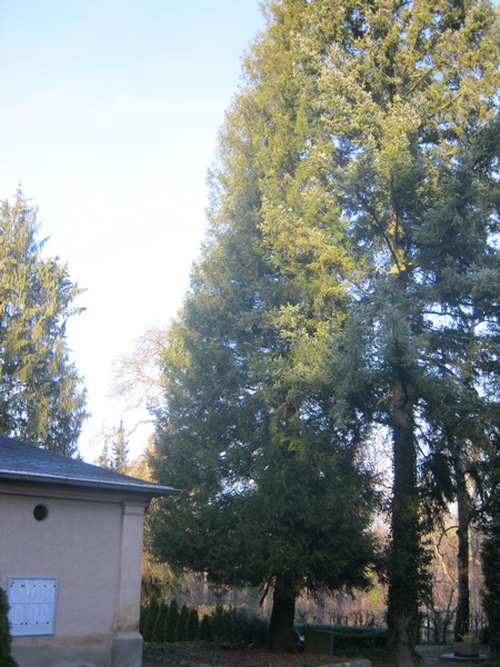Thuja plicata - Bad Köstritz - 2016