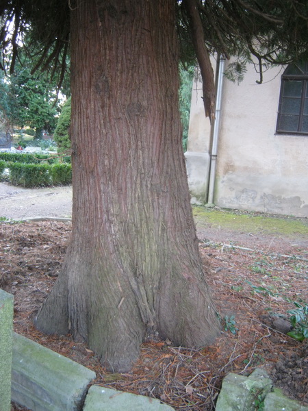 Thuja plicata - Bad Köstritz - 2016