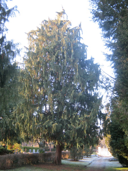 Xanthocyparis nootkatensis - Bad Köstritz - 2016