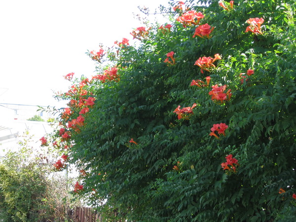Campsis radicans - Gera - 2016