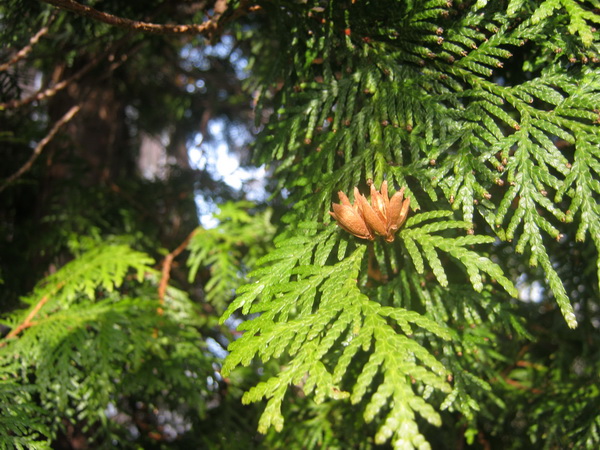 Thuja occidentalis 'Columna' - Gera - 2016