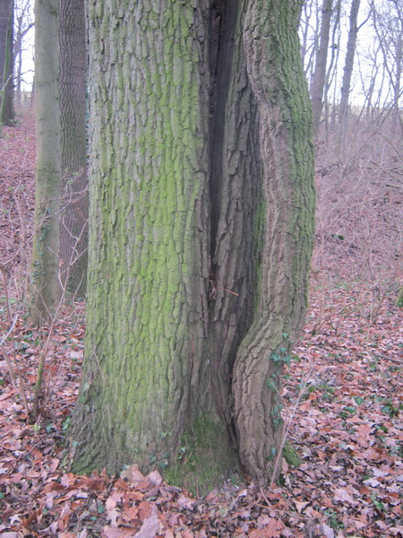 Hedera helix - Gera - 2016