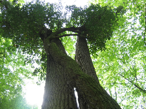 Hedera helix - Gera - 2006