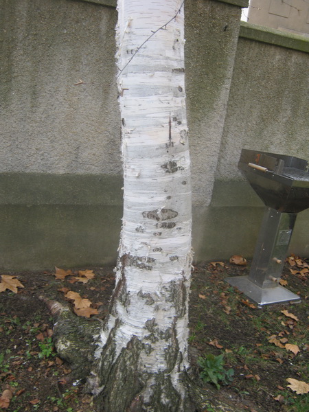 Betula utilis subsp. jacquemontii - Gera - 2016